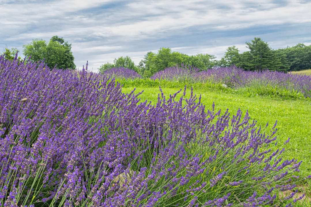 A sea of lavender growing at SeaLyon Farm in Alna, Maine.