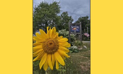 Ride the Sunflower Special to SeaLyon Farm at the WW&F Railway in Midcoast, Alna, Maine.