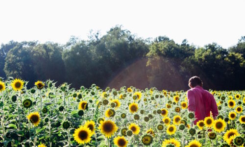 Ride the Sunflower Special to SeaLyon Farm at the WW&F Railway in Midcoast, Alna, Maine.