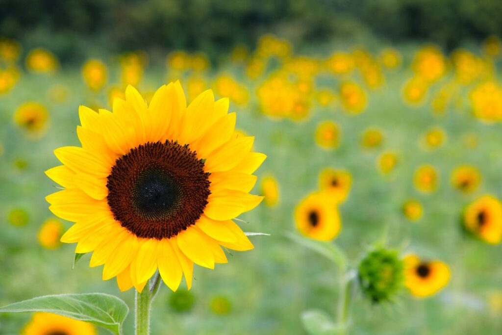 Ride the Sunflower Special to SeaLyon Farm at the WW&F Railway in Midcoast, Alna, Maine.