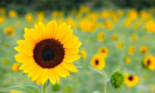 Ride the Sunflower Special to SeaLyon Farm at the WW&F Railway in Midcoast, Alna, Maine.