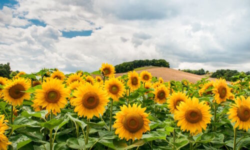 Ride the Sunflower Special to SeaLyon Farm at the WW&F Railway in Midcoast, Alna, Maine.