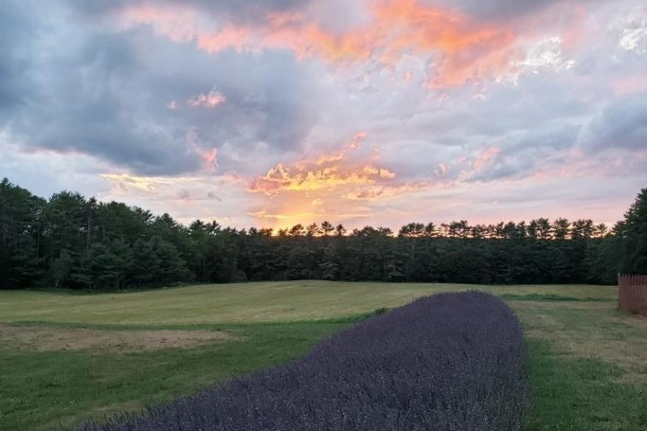 a large green field with trees in the background