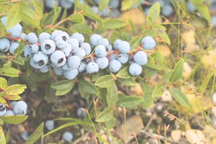 Wild Blueberries